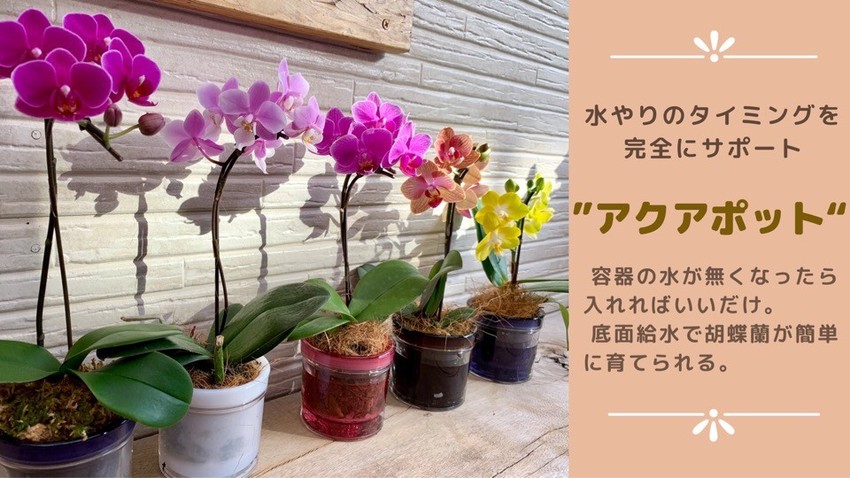 アクアポット特集