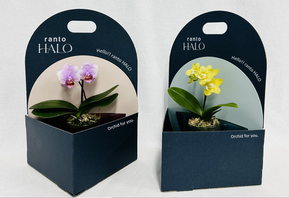 【産直】ranto　HALOBOX