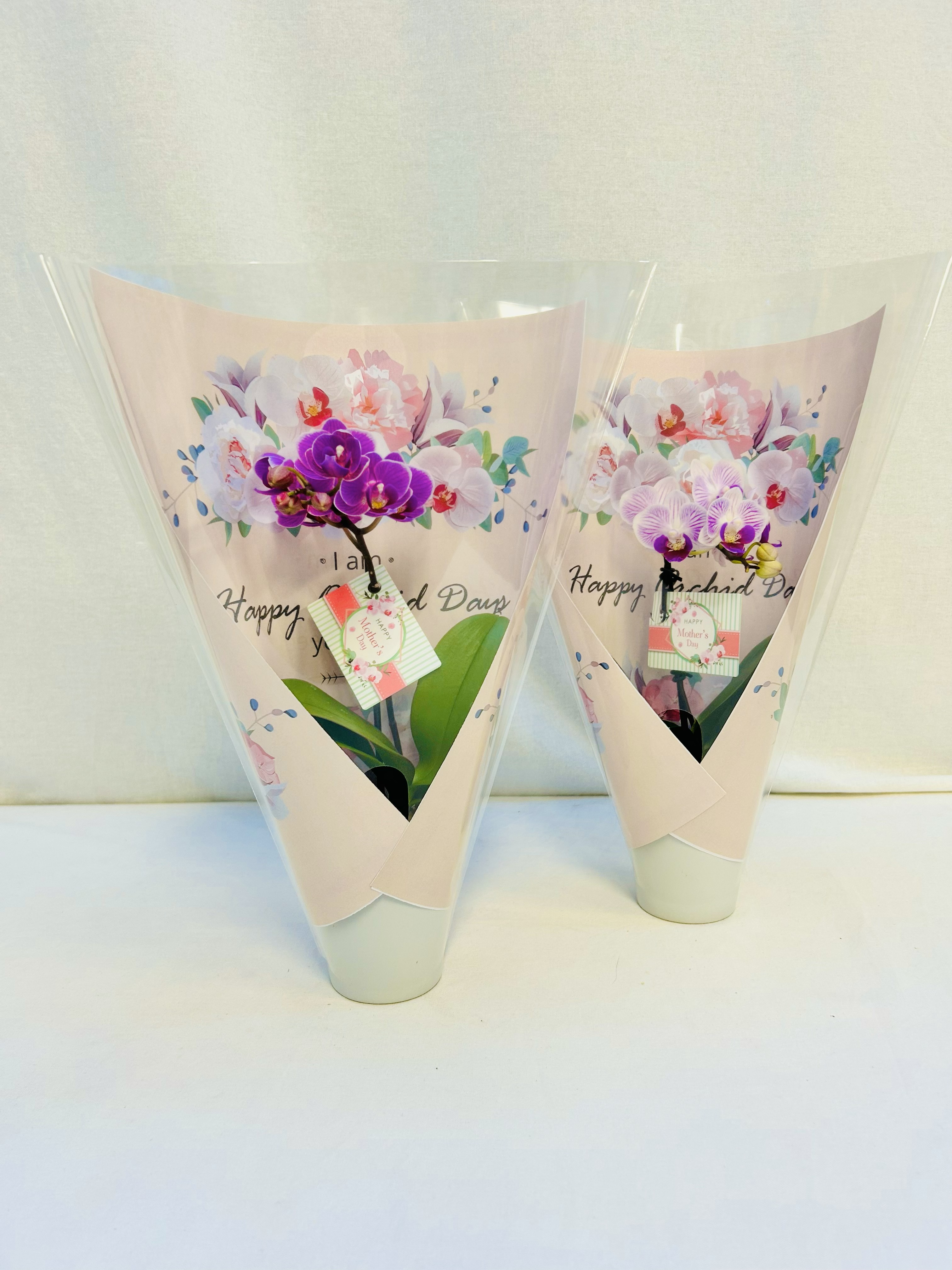 【産直】ﾏｲｸﾛ胡蝶蘭　in your Room 「ギフト 」母の日仕様