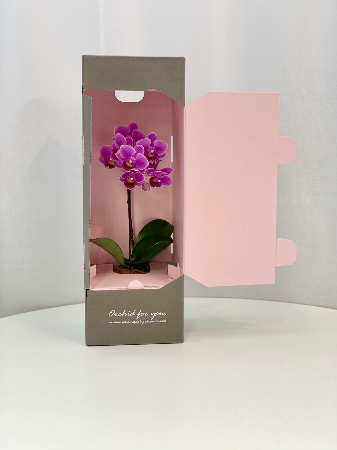 商品一覧 胡蝶蘭 卸 Ranran