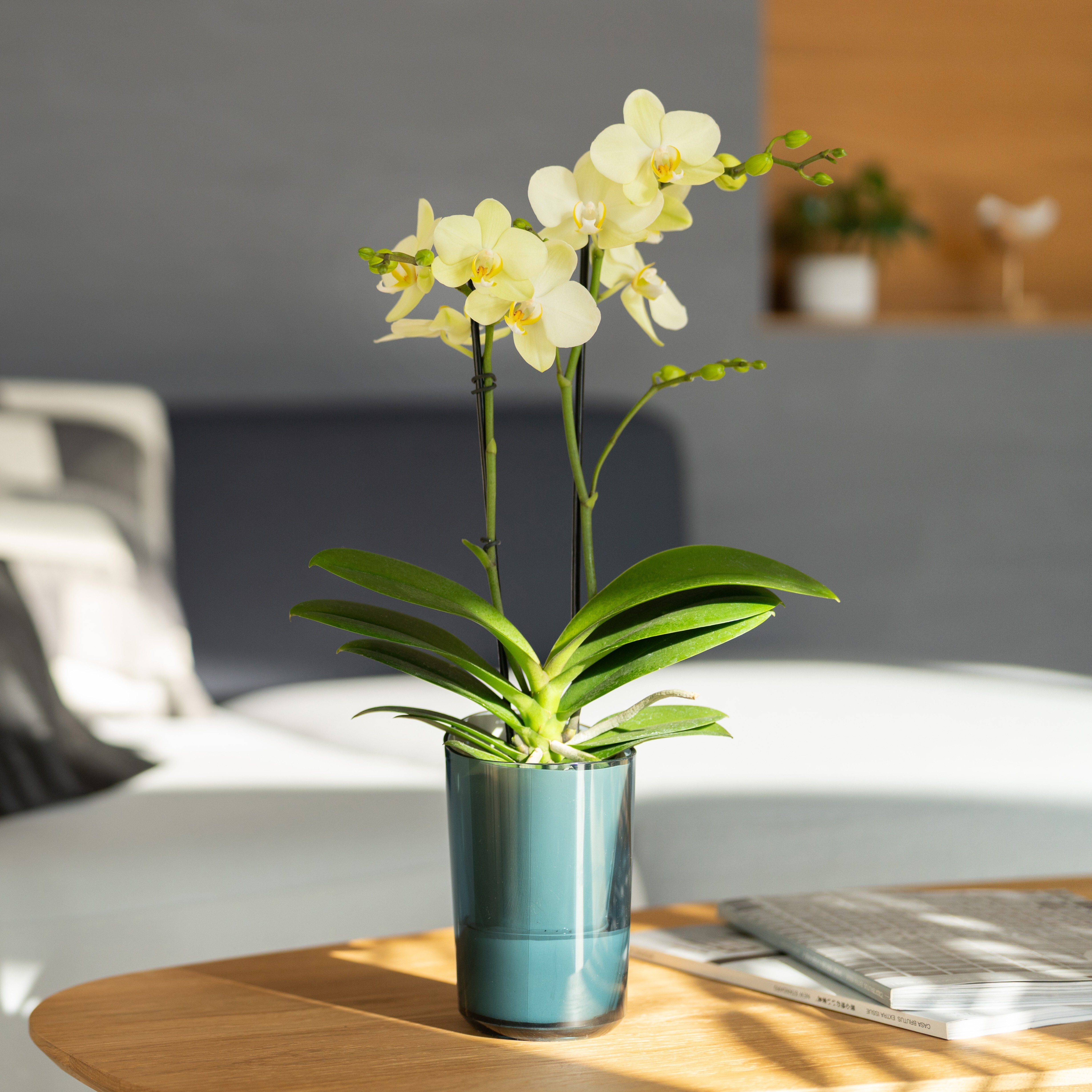 ranto size35(Ｌ) 2F  SAND＆OCEAN