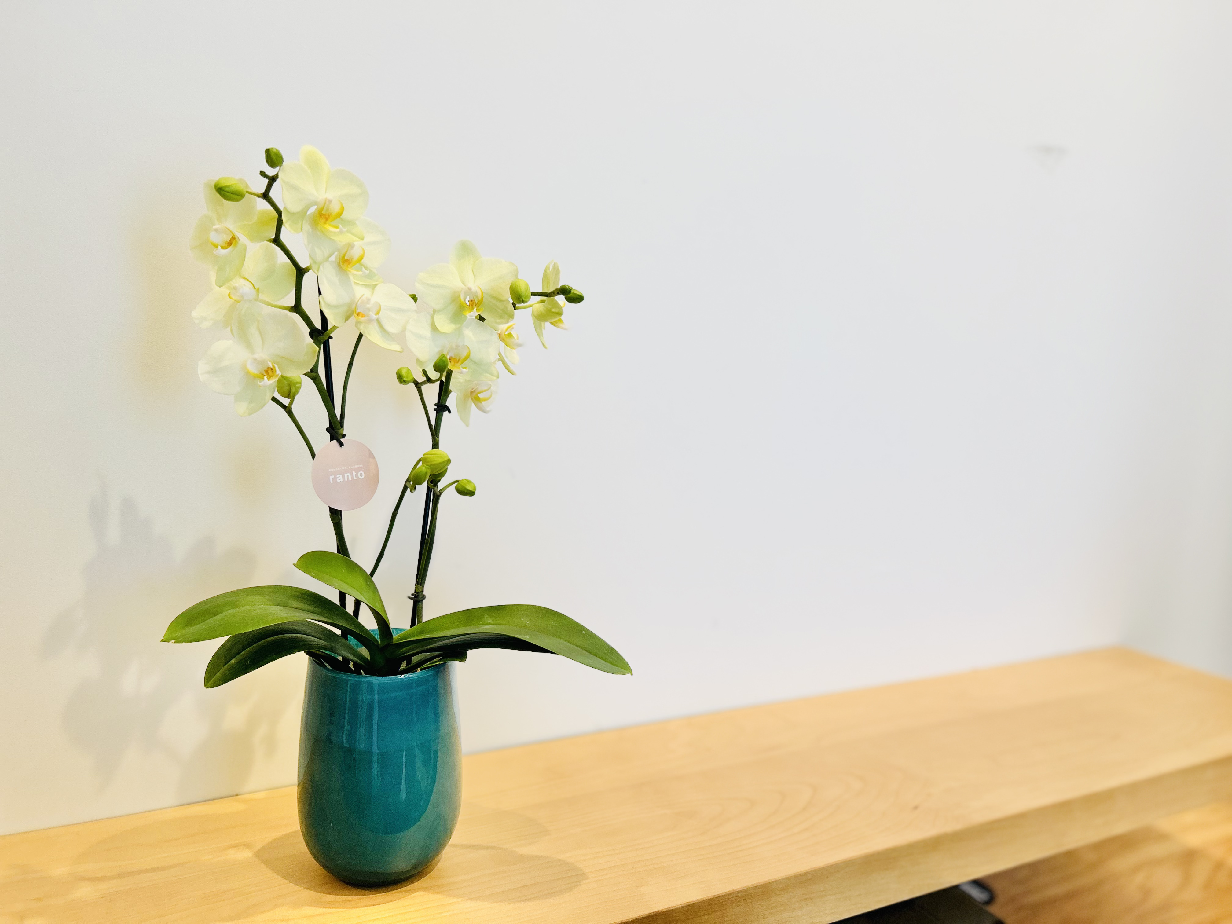 【産直】ranto Terra Vase[テラベース]　4.5号2F