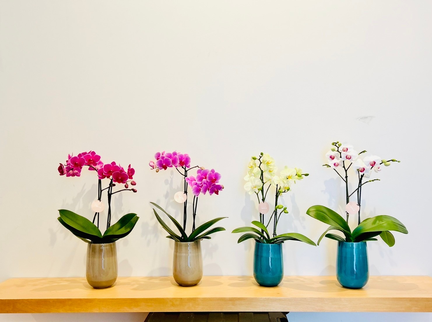 ranto Terra Vase[テラベース]　4.5号2F