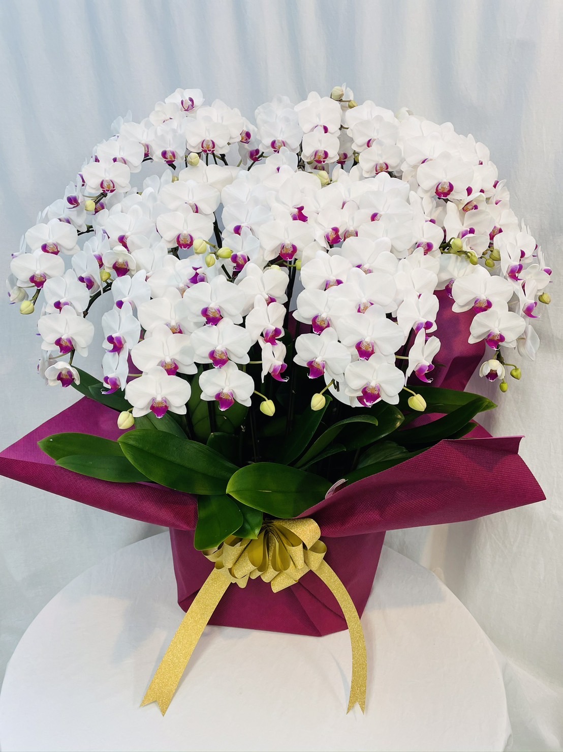 【産直】 シェアオーキッド 10号20F (10人分)