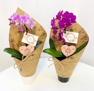 商品一覧 胡蝶蘭 卸 Ranran