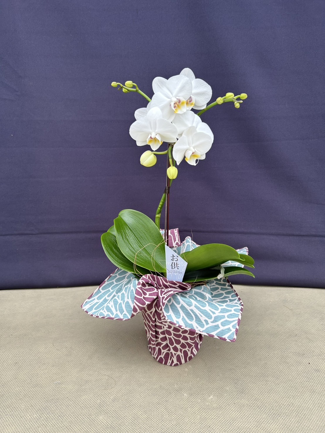 【産直】ミディ胡蝶蘭風呂敷包み4号1F お供え仕様