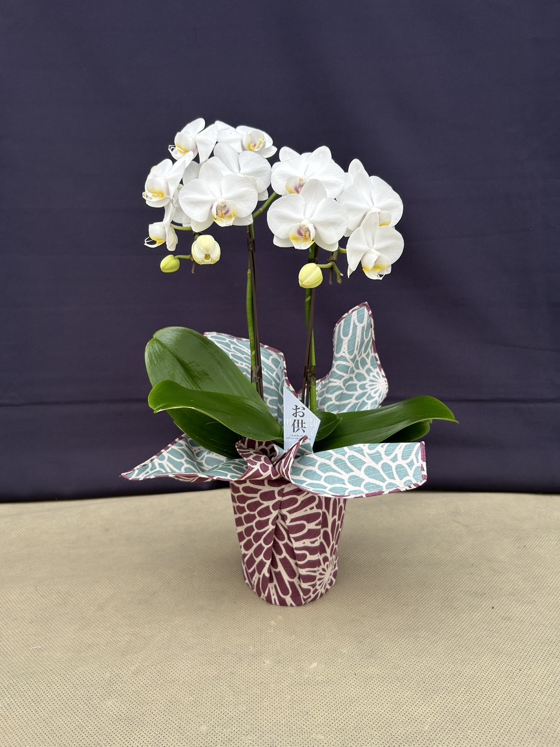 【産直】ミディ胡蝶蘭風呂敷包み4号2F お供え仕様